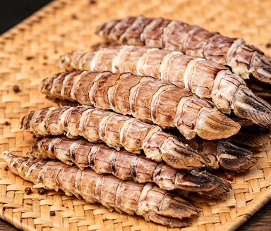 Mantis Shrimp